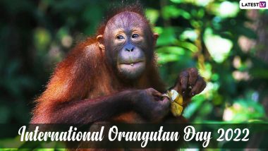 International Orangutan Day 2022: Cute Images and Viral Videos of These Wonderful Animals To Observe The Global Day!